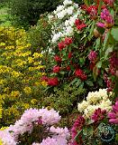 Rhododendron 9R045D-09